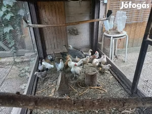 Bantam olandez