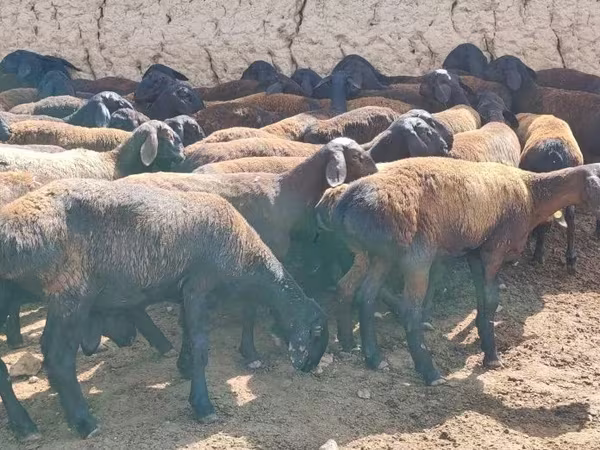 Sheep, Hissar sheep — Uzbekistan
