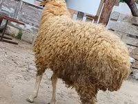 Ram, Schapen — foto 4