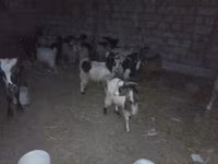 Koç, Koyunlar — foto 4