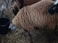 Biri-biri betina, Sheep — foto 2