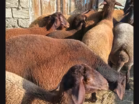 ஆண் ஆடு, ஆடுகள் — புகைப்படம் 4