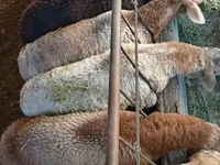 የጎትት አውራ በግ, Rhon sheep — ፎቶ 7