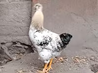 Chickens — 사진 4
