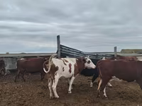گاو ماده, Simmental cattle — عکس 1