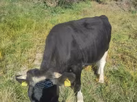 公牛, Russian Black pied cattle — 照片 2