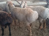 Ovan, Arashan sheep — fotografija 3