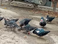 Turkeys — عکس 1