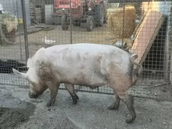 Boar, Pigs — Hungary