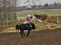公马, Shetland Pony — 照片 4