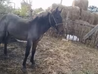 Hingst, Kazakh horse — foto 3