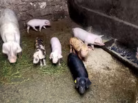 หมูป่าตัวผู้, หมู — รูปภาพ 2