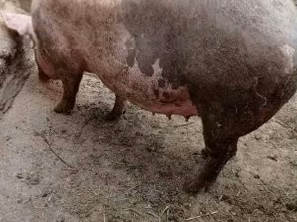 Sow,  — Hungary