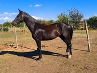 Mare, Furioso-North Star — photo 2