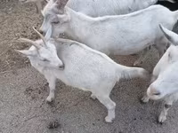 Echki, Saanen goat — 1-rasm