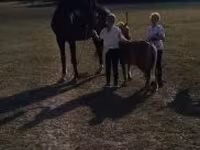 수말, Dutch warmblood horse — 사진 3
