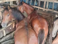 Kuda betina, Horse breed — foto 1