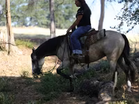 Mare, Quarter Horse — photo 7