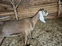 بز ماده, Nubian Goat — عکس 2