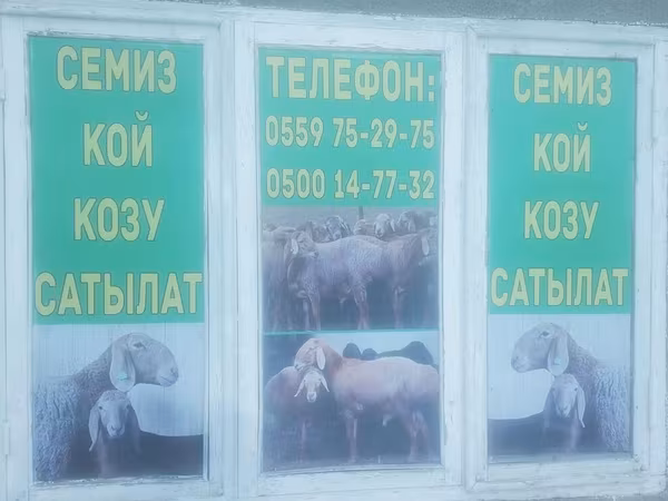 Sheep, Sheep — Kyrgyzstan