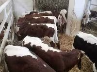 公牛, Limousin cow — 照片 1