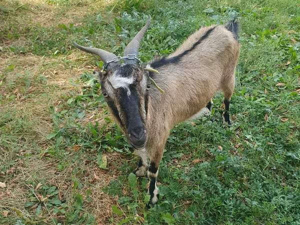 பெண் வெள்ளாடு, வெள்ளாடுகள்