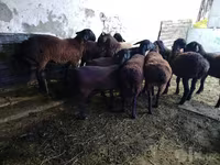Cămilă femelă, Cămile — foto 3