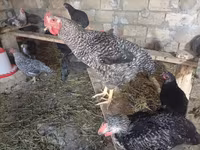 Chickens — 6 зураг