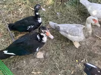 Ducks — 5 зураг