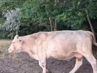 Kuh, Charolais cattle — Foto 6