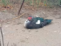 Ducks — Foto 4