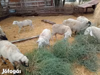 Խոյ, Ոչխարներ — լուսանկար 2