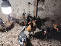 Chickens — foto 1