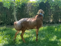 بھیڑ, بھیڑیں — تصویر 2