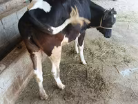 วัวตัวเมีย, Russian Black pied cattle — รูปภาพ 1