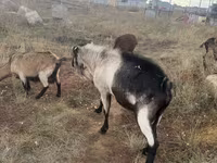 Billy Goat, Alpine goat — photo 3