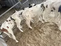 황소, Simmental cattle — 사진 5