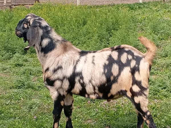 Billy Goat, Nubian Goat — Moldova