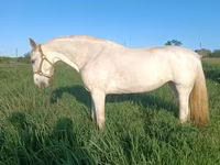 Kobyła, Orlov Trotter — zdjęcie 2