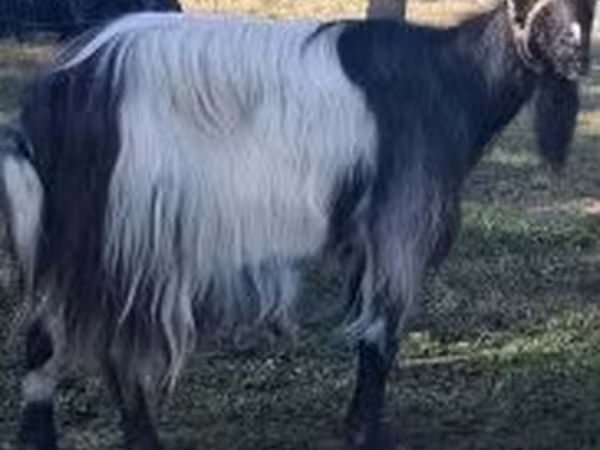 Goat, Goats — Hungary