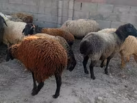 Domba jantan, Sheep — foto 2
