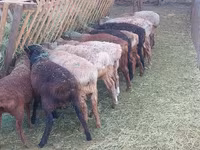 绵羊（批次，未指定性别）, Sheep — 照片 4