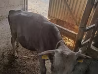 Lembu jantan, Simmental cattle — foto 5