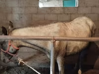 Horse (M), Horse breed — photo 3