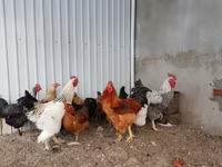 Brahma — fotografija 3