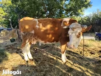 Ko, Simmental cattle — foto 2