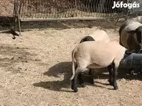 Beran, White Suffolk sheep — foto 4