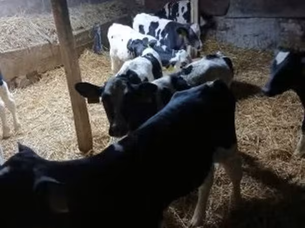 Bou, Russian Black pied cattle