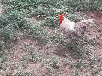 Chickens — ფოტო 4