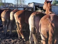 Chevaux (lot, sexe non indiqué), Chevaux — photo 5